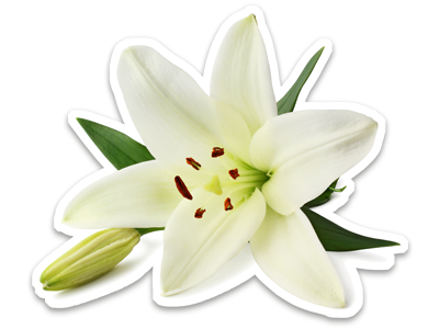 A white lily.